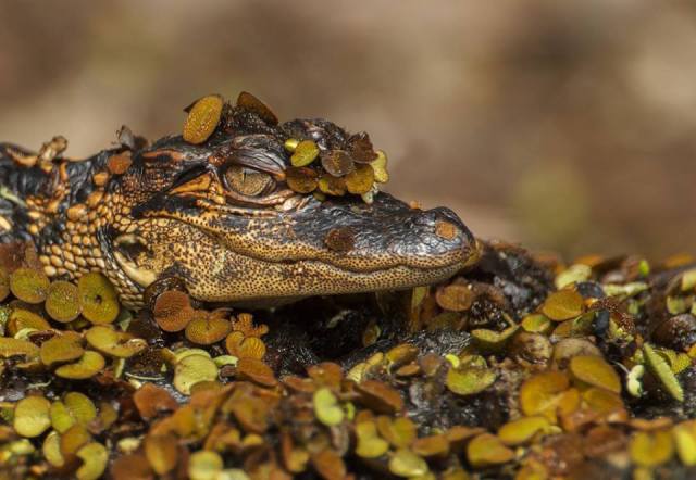 1240059_10201967641932278_1394810068_n