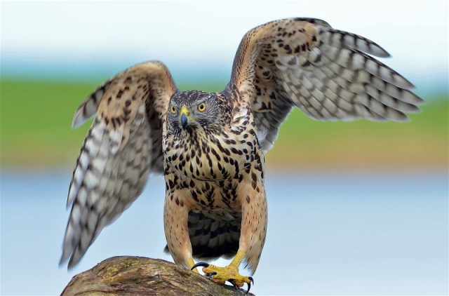 1781111_510027702433660_753391808827569383_o