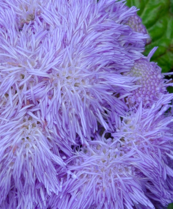 Copy of BYFlowers 018