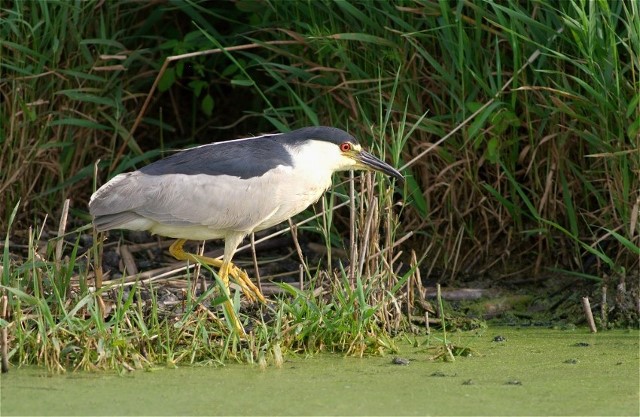 Copy of HorMGlory 136