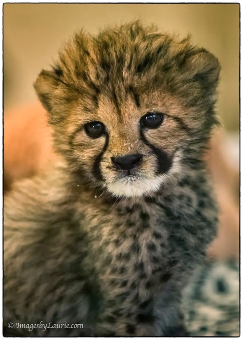 Got Milk Â©Laurie Rubin_LAR9861