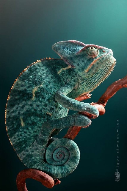 BIgor SiwanowiczChameleon