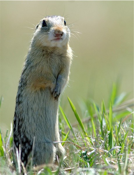 Copy of CrexMeadows2 185