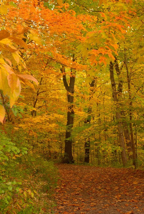 Copy of FoggySRfall 025