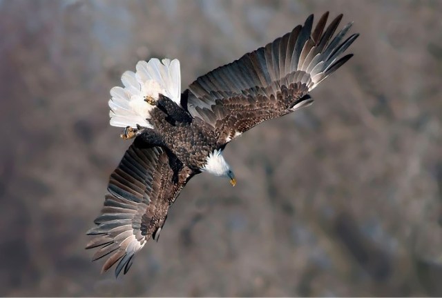 Copy_of_Copy_of_BE9WNelson