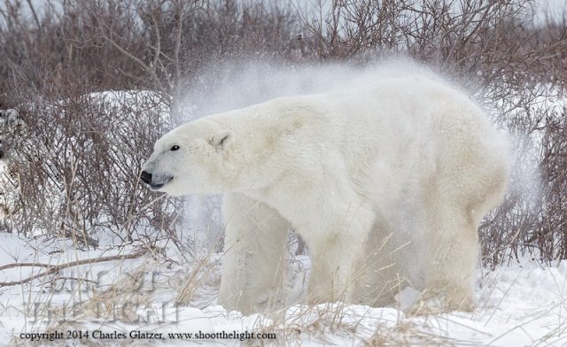 1422566_954992347862490_7245756814368627452_n