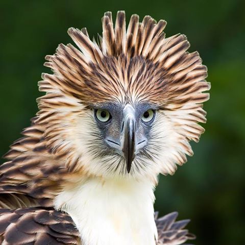 Frans de Waal Philippine Eagle