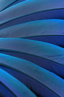 Kerry Drager Feathers