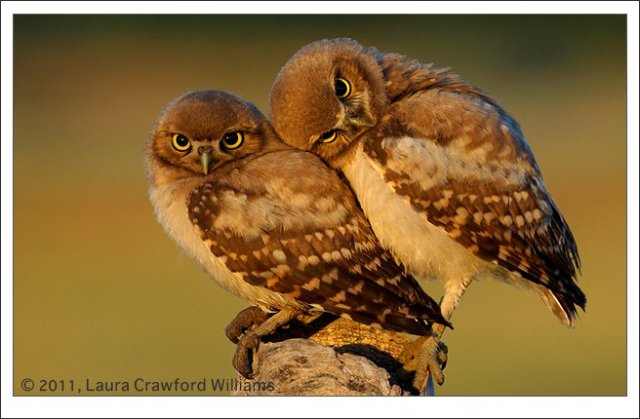 Laura C. Williams Burrowing owls