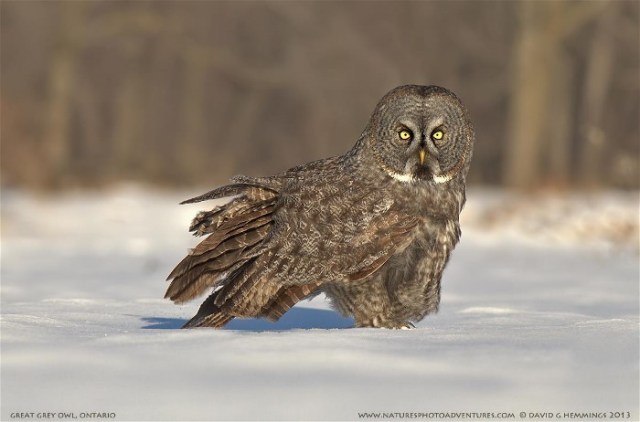 An David Hemmings Great Grey Owl