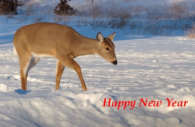 Copy of DeerIllinois 047