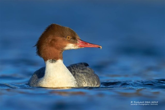 10Richard Steel Goosander