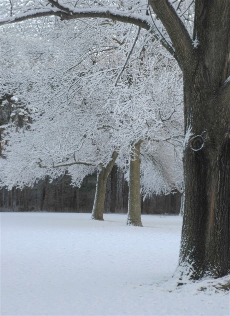 1Copy of Winter Pets 021