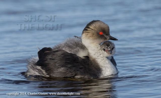 2Charles Glatzer, Silvery Grebe