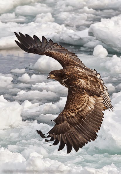 9Tilinti Rayno Golden Eagle