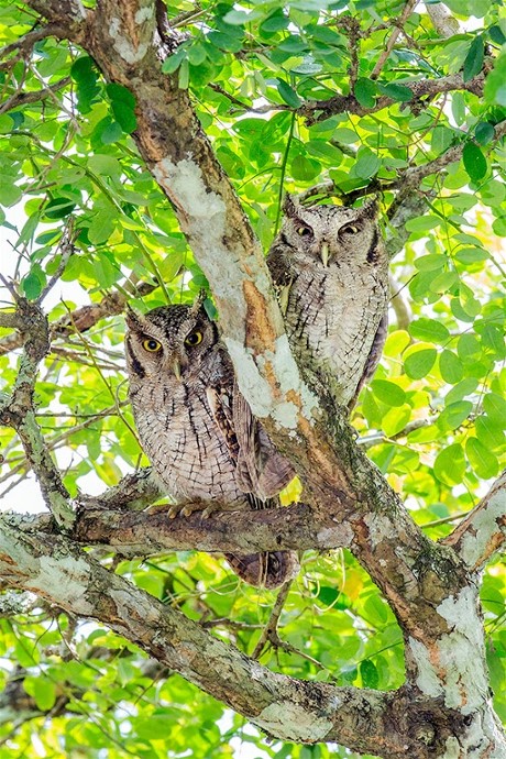 Ian Plant, Costa Rica