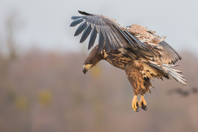 Kevin Morgans White-tailed Sea Eagle