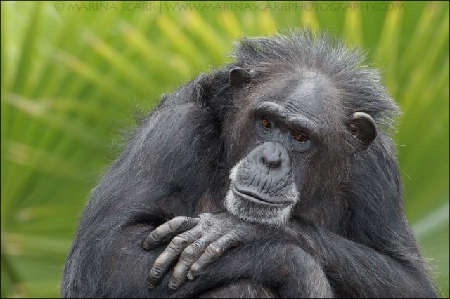 Marina Scarr zoo Chimpanzee