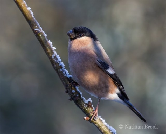 Nathian Brook, Female Bullfinch