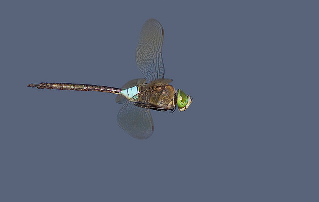 Paul Cools Lesser Emperor