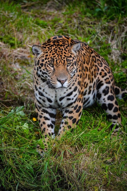 1Alonzo Guerro, Leopard