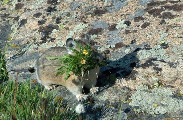 28PicasMarmotsBirds 086