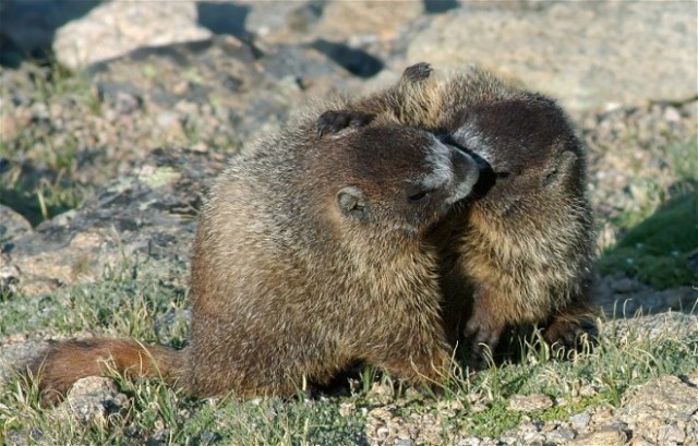 29PicasMarmotsBird29s 059