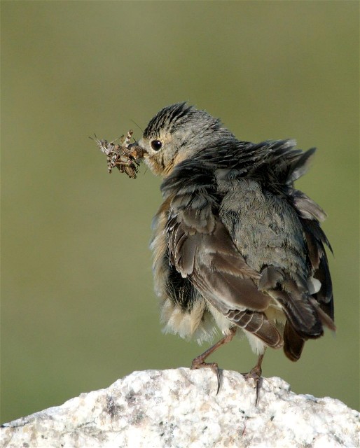 30PicasMarmotsBirds 018