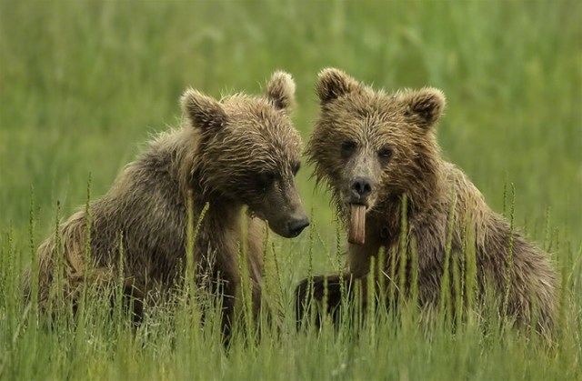 3Moose Peterson, Alaskan Brown Bears