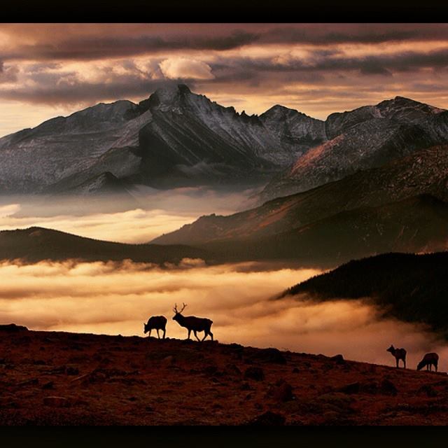 5Dennis Ferdinandus RMNP elk