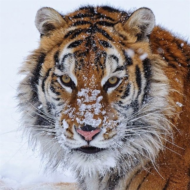 5Lisa Lavender, Tiger