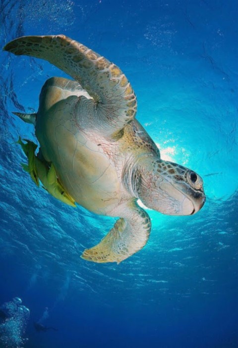 4Sea Turtle, Taye H. Meyer