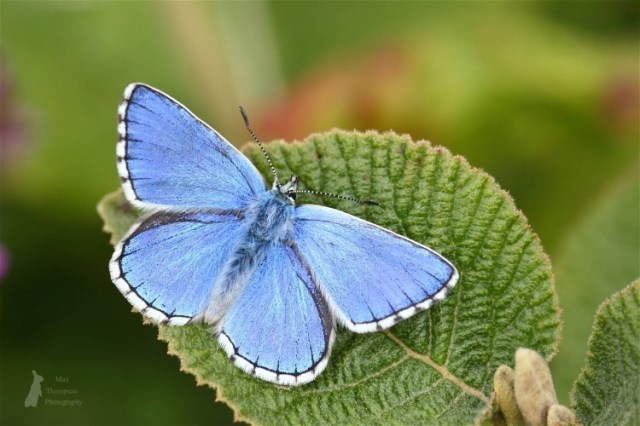 Adonis blue (1) Max Thompson