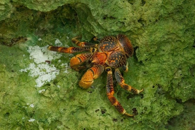 Coconut Crab, Jacek Nalepa