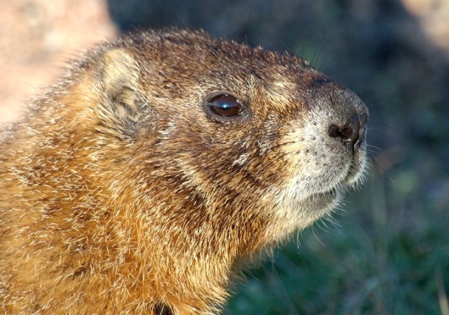 Copy of RMNPMarmMtEvans 093