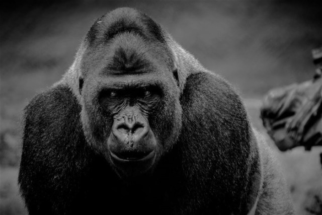 Dennis Lamb The Old Gray-back