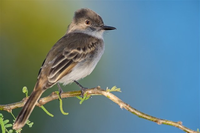 Fred Canter Puerto Rican Flycatcher