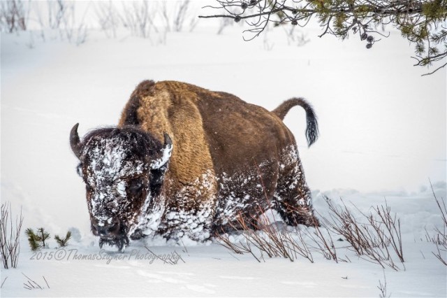 FSDThomas Szajner, Yellowstone J or G