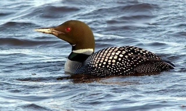 15Copy of Copy of CMeadows 105b