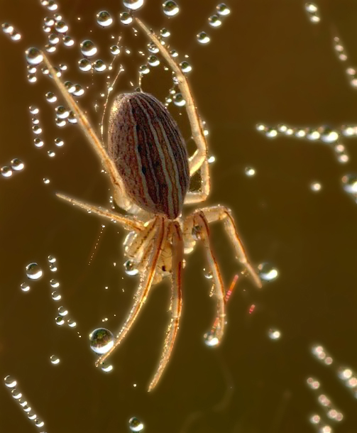 16WebDewFgent 098bbb