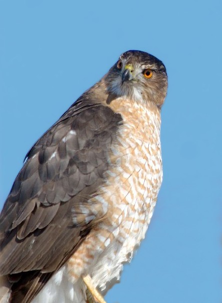 17Copy of DSC_5802bb