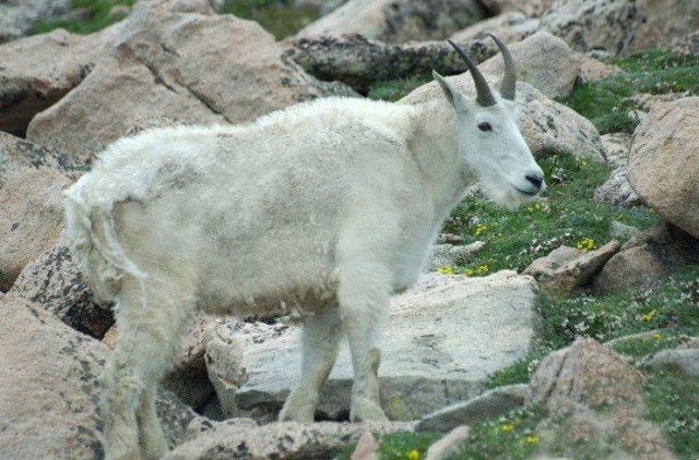 21PicasMarmotsBirds 100