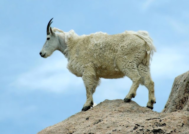 23PicasMarmotsBirds 112