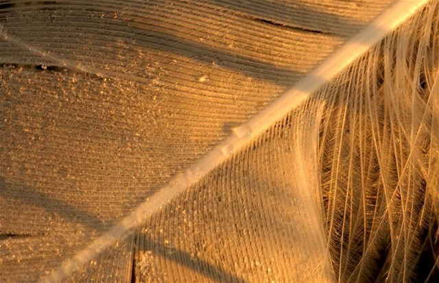 4068472926_e1d638c50f_o (2)