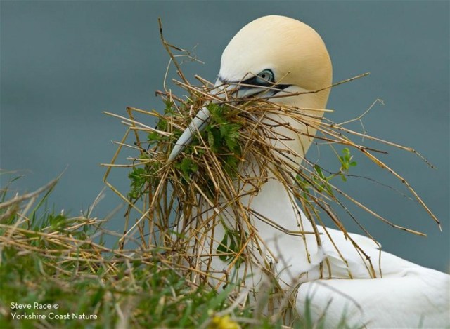 xSteve Race nesting Gannet