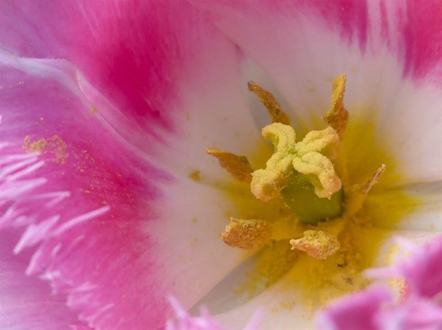 10Tulip15AGMurray Roberston