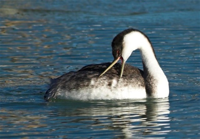 11bCopy of DSC_8712-01