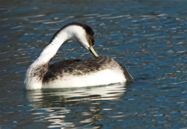 11cCopy of DSC_8697-01