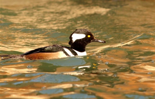 18BHeadsGullFish 100