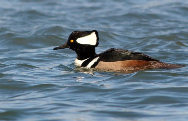 18dHeadsGullFish 085